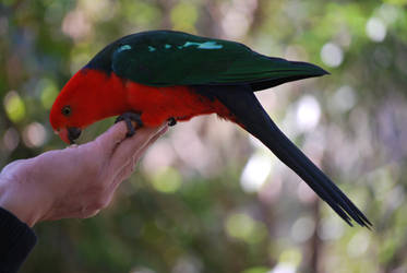 King Parrot