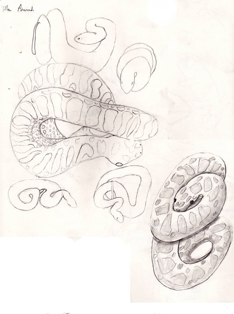 Quick Sketches: Anaconda by LoneNekoX on DeviantArt