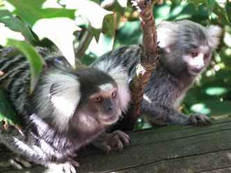 Common Marmosets