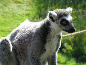 Ring-Tailed Lemur