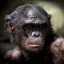 Rise of the planet of the Apes Koba