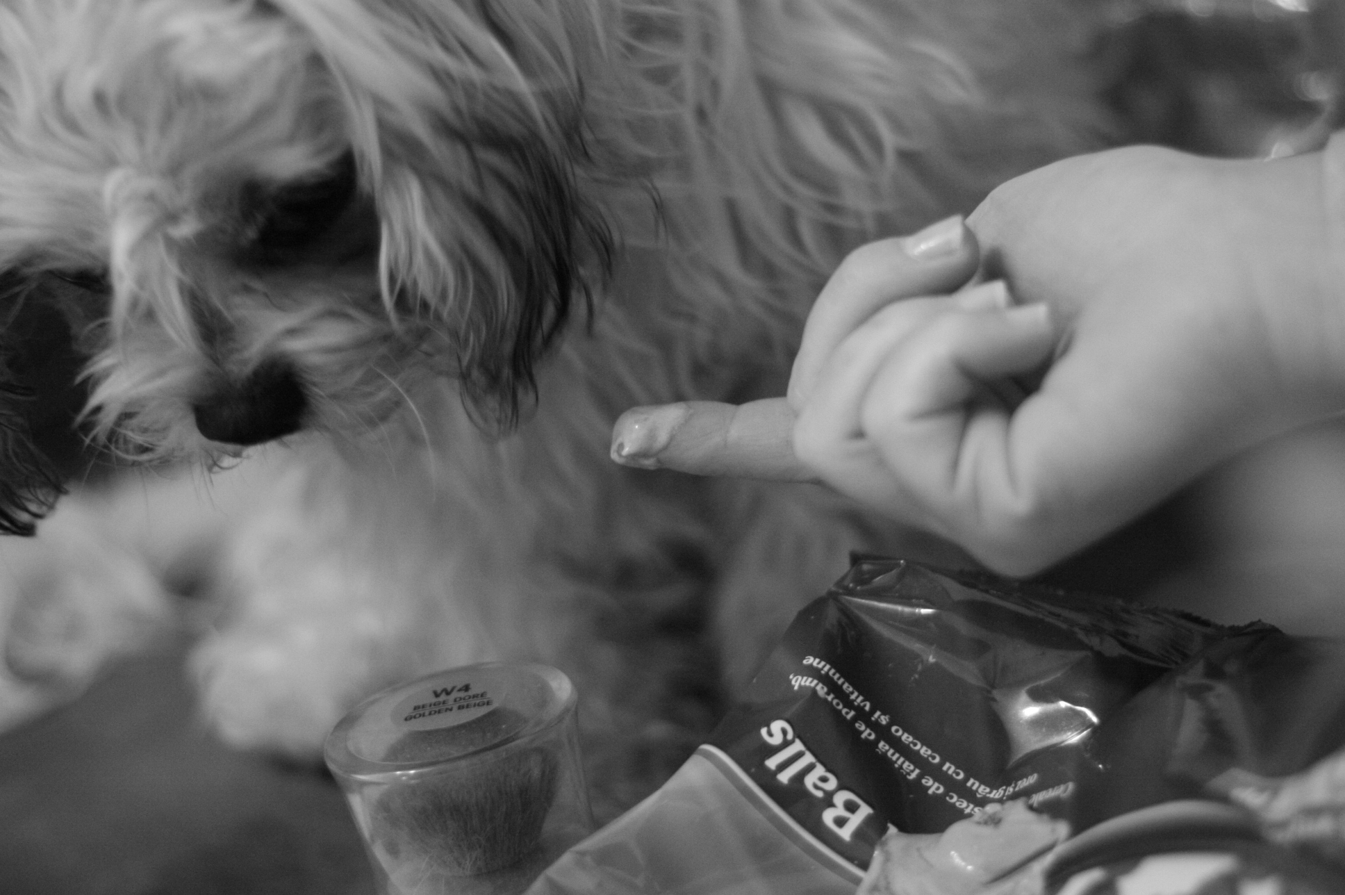 puppy in love with icecream