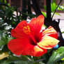 Hawaiian Flower