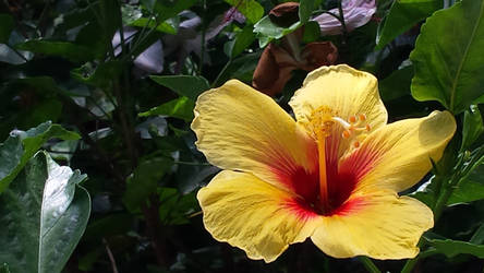 Hawaiian Flower 2