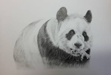 Pairi Daiza Panda Bear