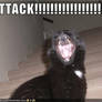 ATTACK