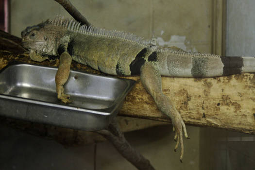 lazy lizard...