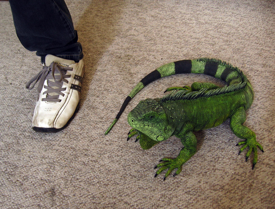 Iguana size