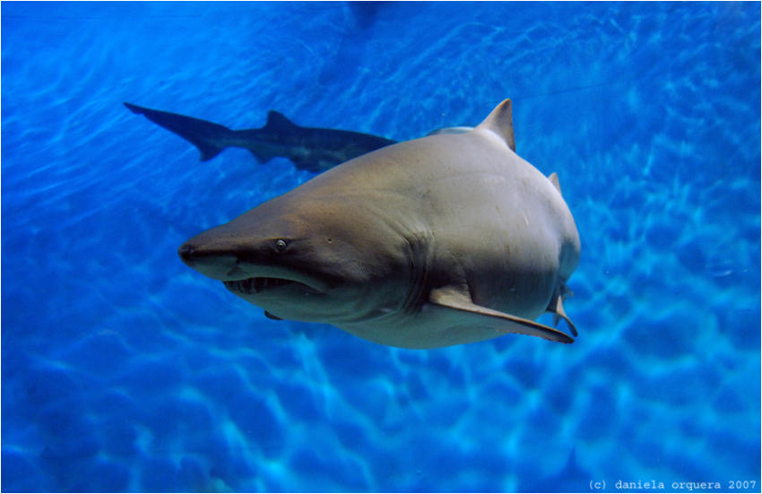 tiburon by lady-vampiresa on DeviantArt