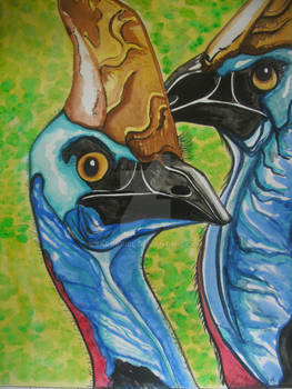 Cassowary