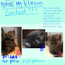 Name My Kittens Contest  ( open )