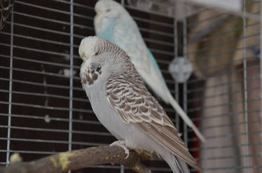 Budgie