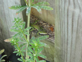 Lizard on the Patio