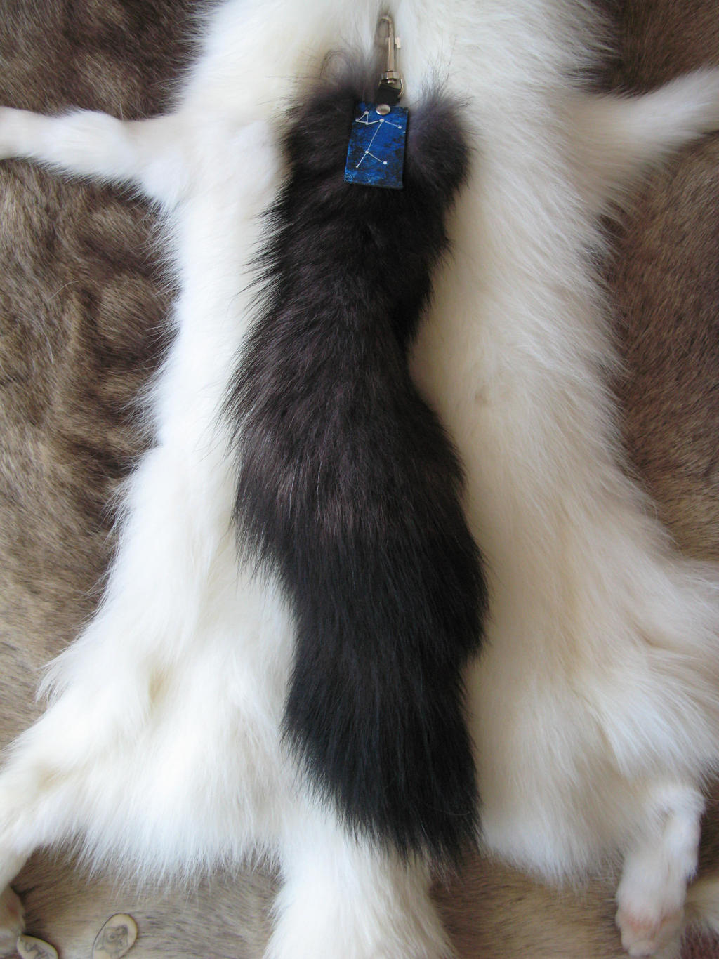 Canis Major wolf tail