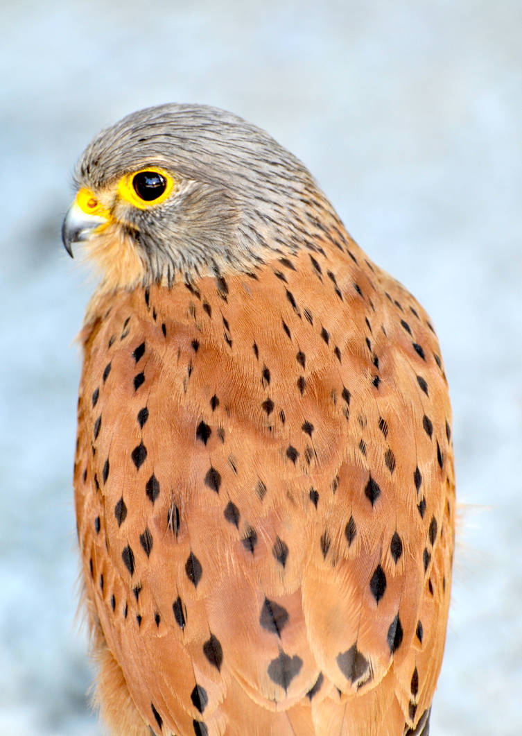 Falco Rupicoloides by FusionofFantasy on DeviantArt