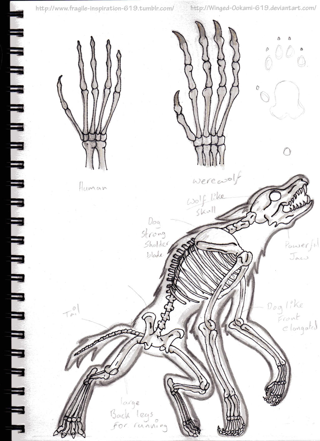 Werewolf Anatomy Werewolf Anatomy By Me And Midjourney AI Art werewolf-anatomy-werewolf-anatomy-by-me-and-midjourney-ai-art