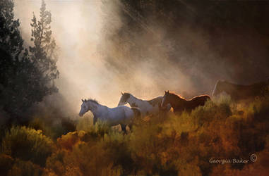 The Meadow by photocrafter