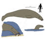 Populating Mu: Limucetus pachylabium