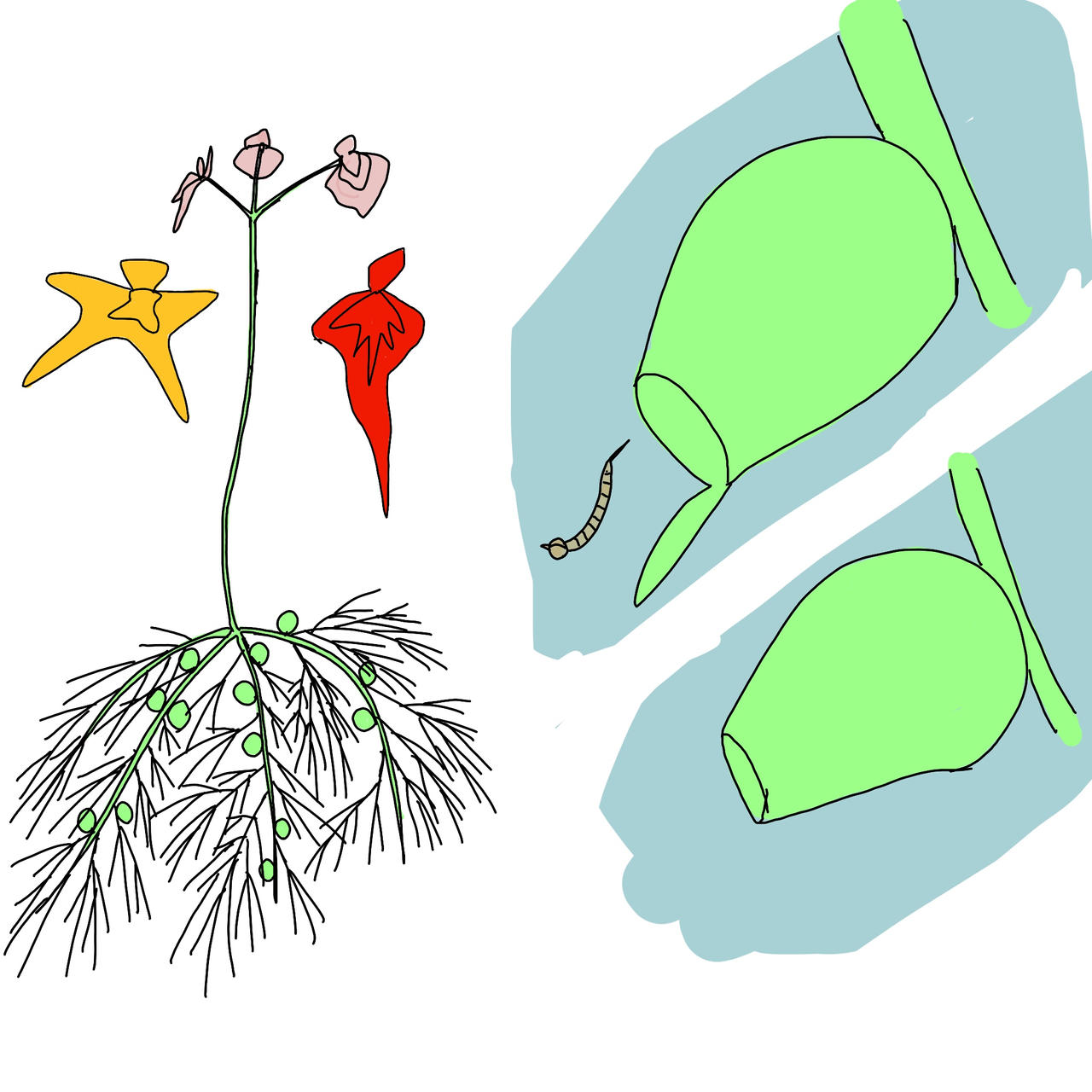 Ricefield Bladderwort