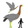 The Biggest Flying Bird Possible?