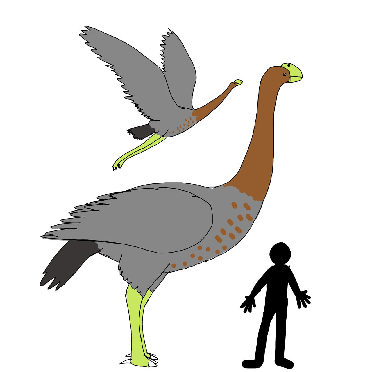 The Biggest Flying Bird Possible By ElSqiubbonator On DeviantArt The biggest flying bird possible by elsqiubbonator on deviantart