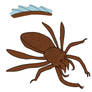 Mangrove Aquantula