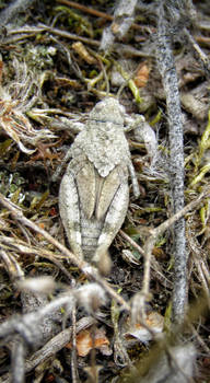 Gray Grasshopper