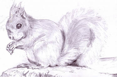 Red Squirrel