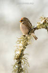 Urvalind, Redpoll by andresT73