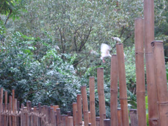 Bamboo Fences