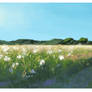 White flowers on the field