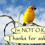 Canary On A Wire: I'm Not O.K.