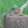 Squirrel 16