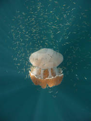 sunburst jellyfish