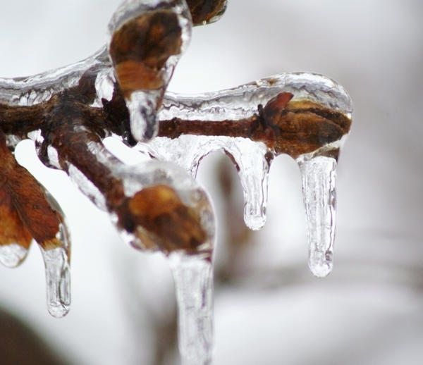 Frozen Buds