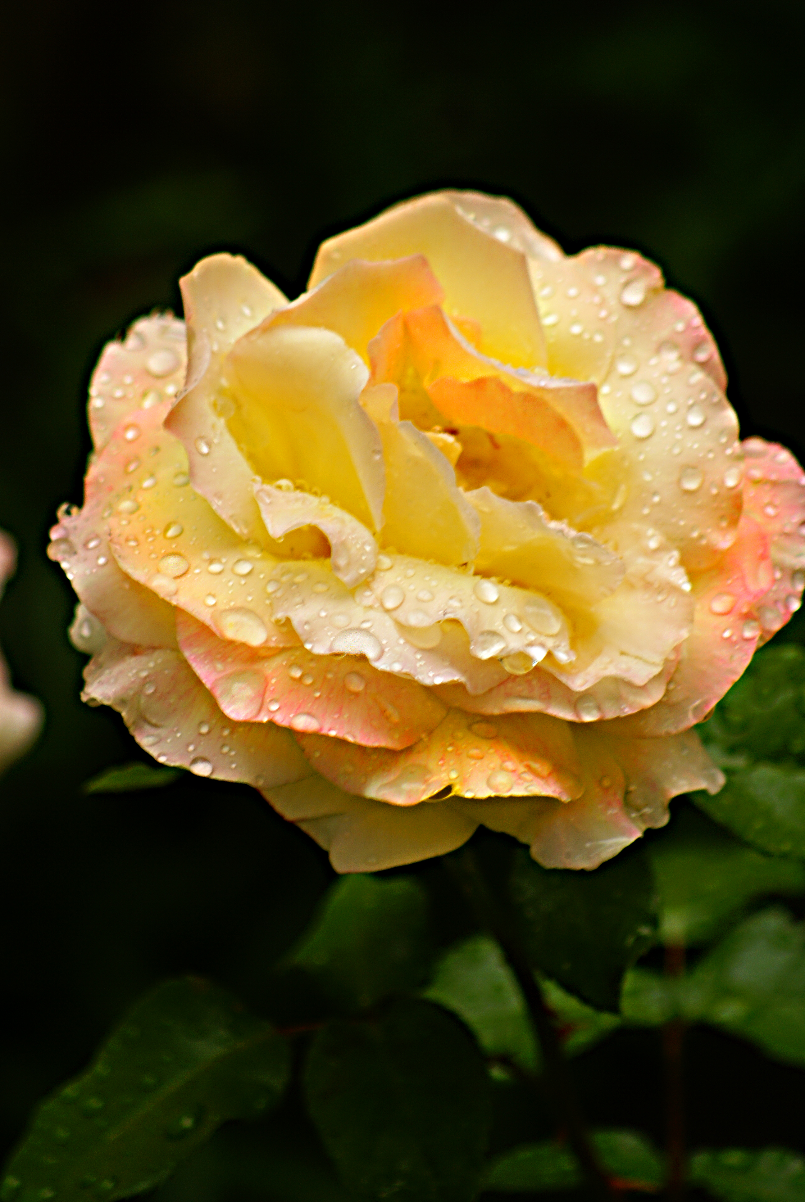 Jo's Rose