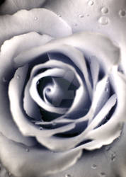 Creamy Rose