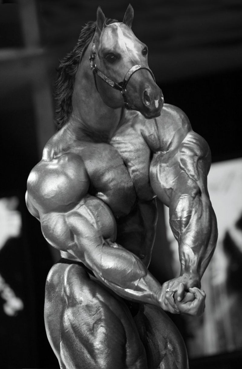 Horse Bodybuilder Morph