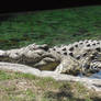 Nile Crocodile