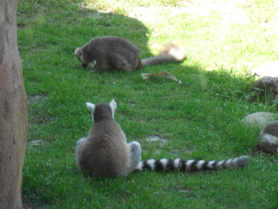 A Pair of Lemurs