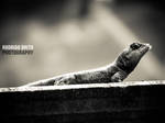 Reptile by RodrigoBrito