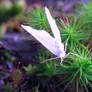angel moth.