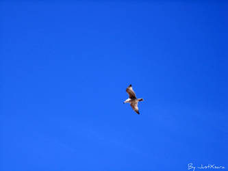 A tern