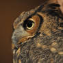 Horned Owl II