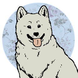 samoyed