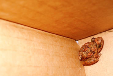 Frog in Box
