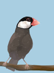 Java sparrow