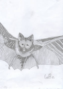 Bat