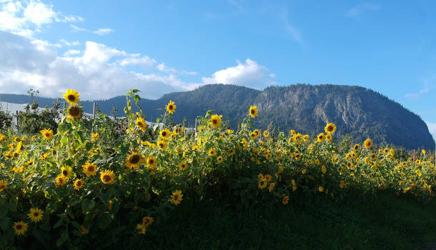 Sunflower in Norway