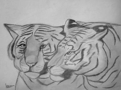 Tigers